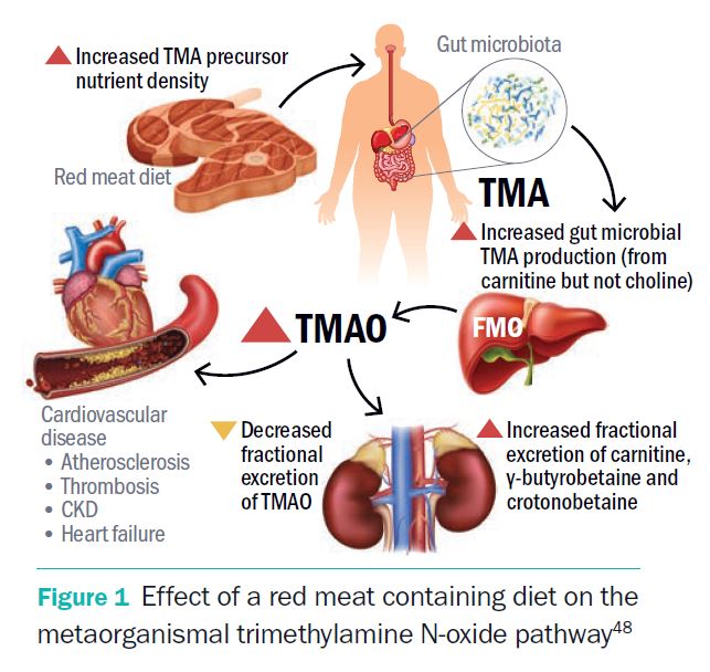 Figure 1 Effect Of A Red Meat Containing Diet On The Metaorganismal Trimethylamine N Oxide Pathway